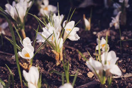 Beautiful spring white crocus in gardenの写真素材