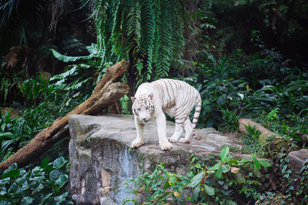 A wild life shot of a white tiger in captivityの写真素材
