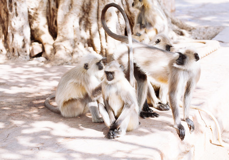 Gray langurs monkey. Rajasthan, Indiaの写真素材