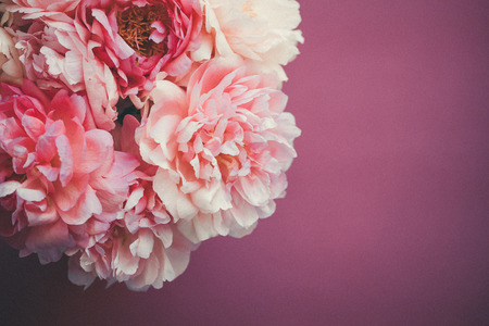 Close up of pink peony on dark pink backgroundの写真素材