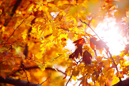 Autumn leaves background in sunny day in park