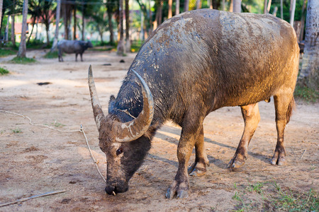 water buffalo on the sunset in Thailand