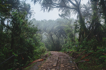 Path through the tropical forest, Mount Lempuyang, path to the Pura Lempuyang Luhur templeの写真素材
