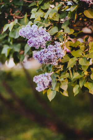 Purple lilac blossoms blooming in springtime with beautiful bokeh