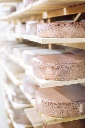 Cow milk cheese, stored in a wooden shelves and left to mature. Handmade product