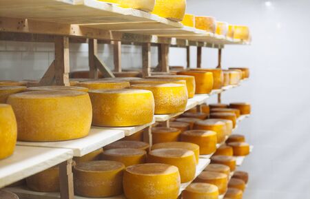 Cow milk cheese, stored in a wooden shelves and left to mature. Handmade product