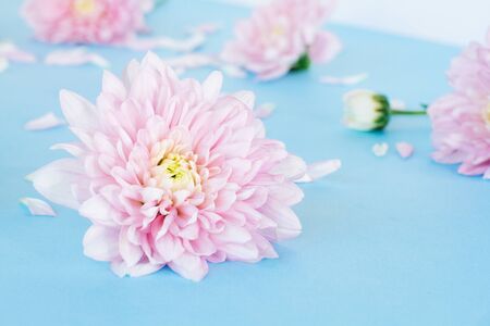Blue background with light pink chrysanthemum flowers. Flat lay, top view