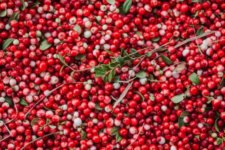 Red ripe berries of a cowberry (lingonberry, Vaccinium vitis-idaea, partridgeberry) with green leaves. Vitamin product for a healthy diet. Top view.の写真素材
