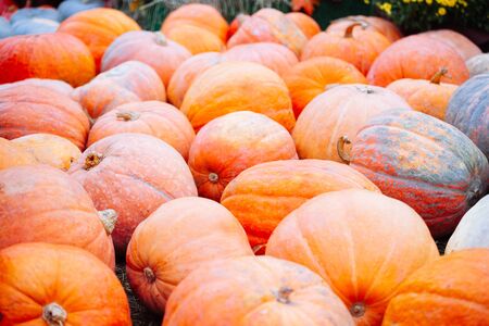 Pile of pumpkins sold at a market  for halloween. Autumn decorations, pumpkins in various shapes and...