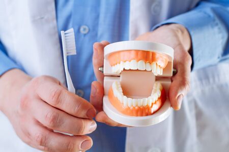 Dentist showing jaw model, giving lesson on proper teeth and oral cavity care. Dentist using jaw...