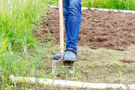 Worker digs the soil with shovel in vegetable garden. Male farmer in rubber boots diggingの写真素材