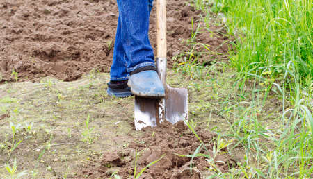 Worker digs the soil with shovel in vegetable garden. Male farmer in rubber boots diggingの写真素材