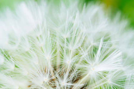 Dandelion abstract background. Shallow depth of field. Extremely close up macro shootの写真素材