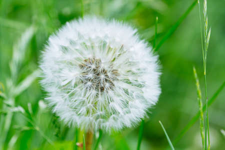 Dandelion abstract background. Shallow depth of field. Close up macro shootの写真素材