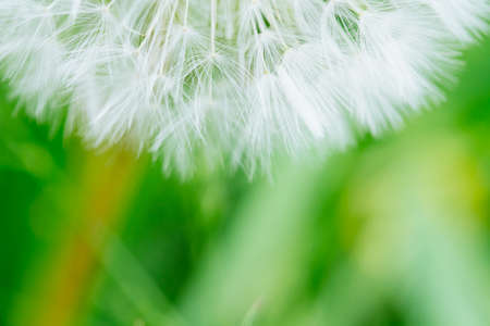 Dandelion abstract background. Shallow depth of field. Extremely close up macro shootの写真素材