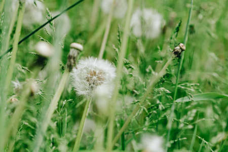 Dandelion abstract background. Shallow depth of field. Close up macro shootの写真素材