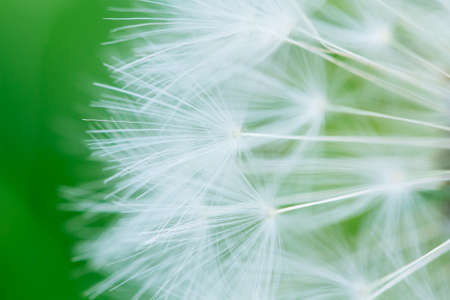 Dandelion abstract background. Shallow depth of field. Extremely close up macro shootの写真素材