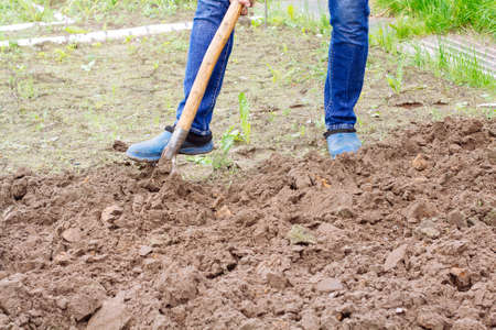 Worker digs the soil with shovel in vegetable garden. Male farmer in rubber boots diggingの写真素材