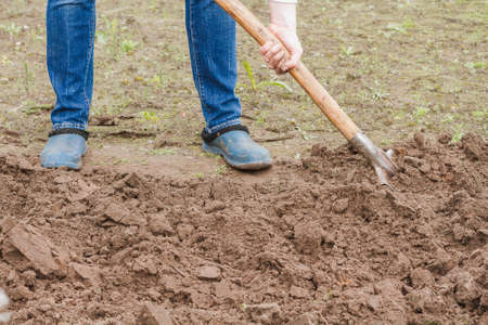 Worker digs the soil with shovel in vegetable garden. Male farmer in rubber boots diggingの写真素材