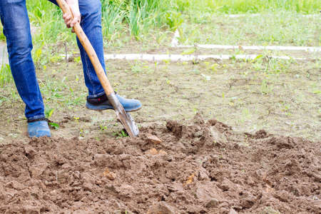 Worker digs the soil with shovel in vegetable garden. Male farmer in rubber boots diggingの写真素材