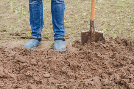 Worker digs the soil with shovel in vegetable garden. Male farmer in rubber boots diggingの写真素材