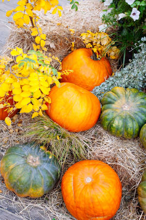 Pile of pumpkins sold at a market for halloween. Autumn decorations, pumpkins in various shapes and...