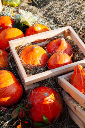 Pile of pumpkins sold at a market for halloween. Autumn decorations, pumpkins in various shapes and...