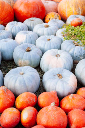 Pile of pumpkins sold at a market for halloween. Autumn decorations, pumpkins in various shapes and sizesの写真素材