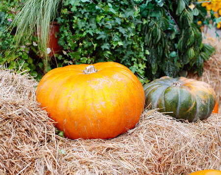Pile of pumpkins sold at a market for halloween. Autumn decorations, pumpkins in various shapes and sizesの写真素材