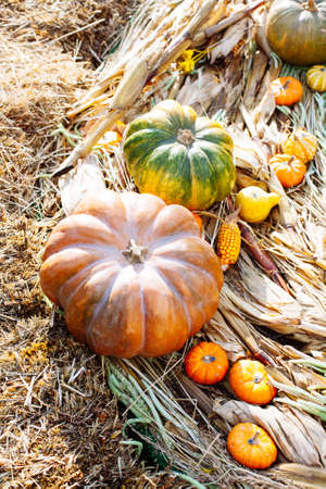 Pile of pumpkins sold at a market for halloween. Autumn decorations, pumpkins in various shapes and sizesの写真素材
