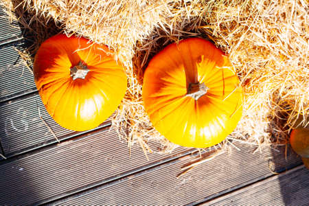 Pile of pumpkins sold at a market for halloween. Autumn decorations, pumpkins in various shapes and sizesの写真素材