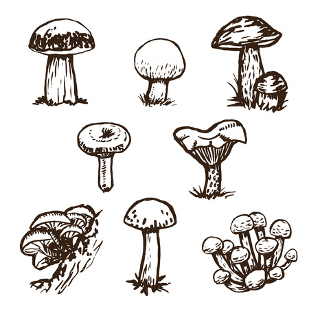 Hand drawn mushrooms sketch set.のイラスト素材