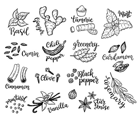Set of hand drawn spices.のイラスト素材