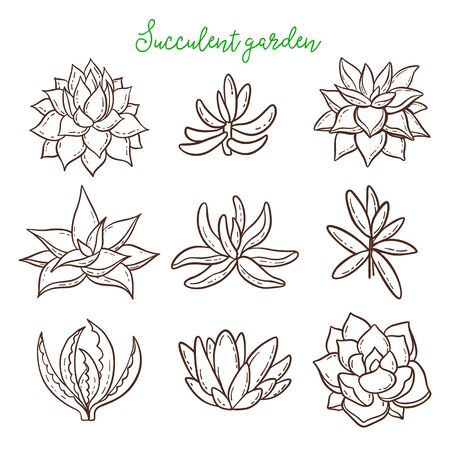 Succulents. Cacti line drawn on a white background. Flowers in the desert.のイラスト素材