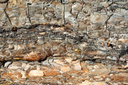 Background a bark of a tree an old pine boardの写真素材