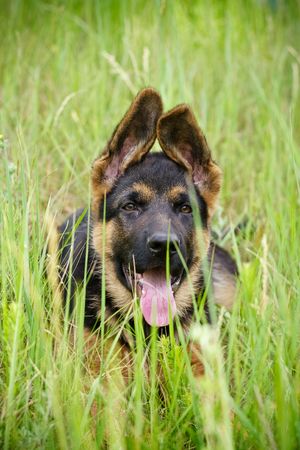 The puppy of  German shepherd on the natureの写真素材