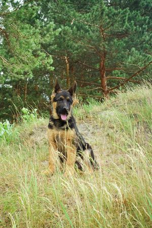 The puppy of  German shepherd on the natureの写真素材