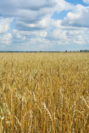 Yellow grain ready for harvest growing in a farm fieldの写真素材
