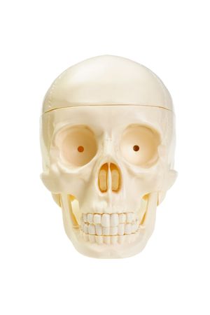The artificial skull is isolated on a white backgroundの写真素材