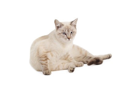 The light-beige striped cat lays on a white backgroundの写真素材