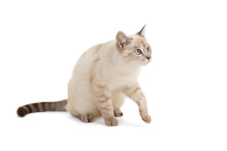 The light-beige striped cat lays on a white backgroundの写真素材