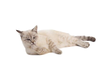 The light-beige striped cat lays on a white backgroundの写真素材