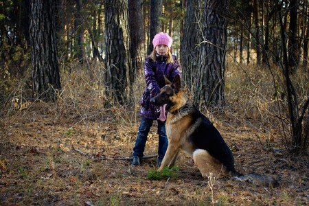 The girl in an autumn pine wood walks with the German shepherdの写真素材