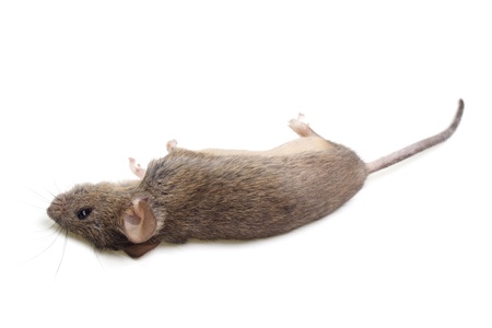 The dead mouse is isolated on a white backgroundの写真素材
