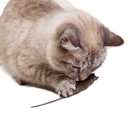 The cat holds the caught mouse a pawの写真素材