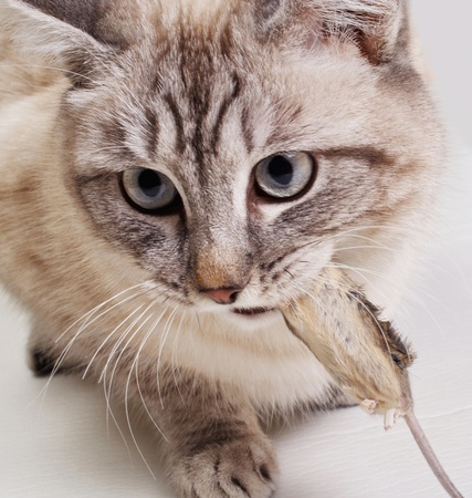 The cat holds the caught mouse in a teethの写真素材