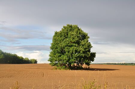 The tree in the field の写真素材