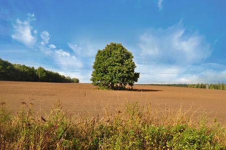 tree in the middle of arable land on blue sky background 