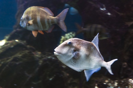 fish in the aquarium の写真素材