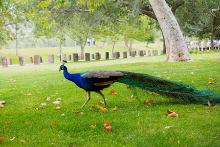 Peacock male in the parkの写真素材